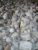 rockfield 1197.jpg